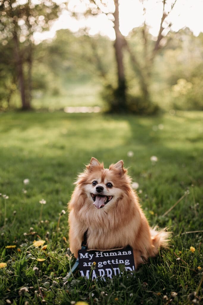 my humans are getting married